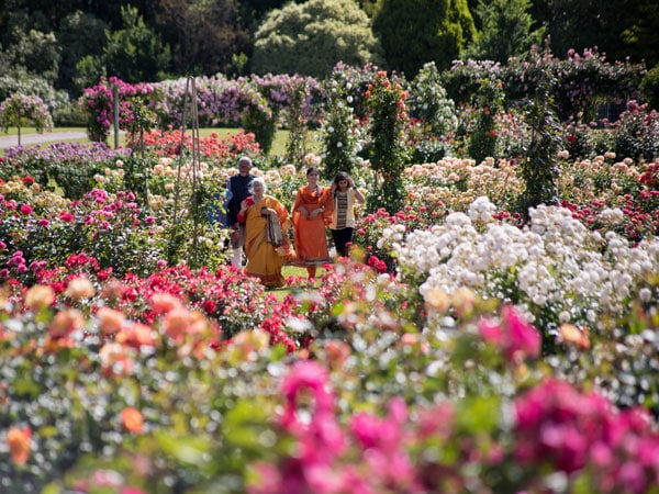 Victoria State Rose Garden in Werribee Park