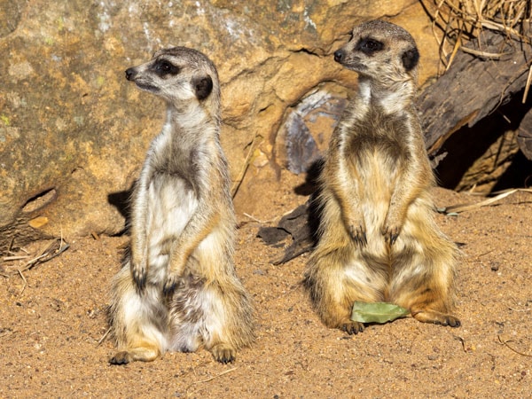 Meerkats at Taronga Western Plains Zoo