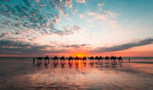 Camels at Cable Beach in Broome