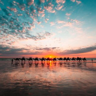 Camels at Cable Beach in Broome