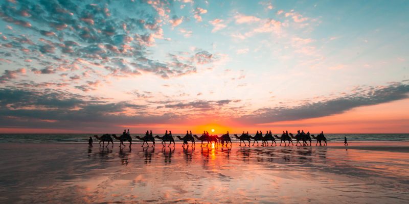 Camels at Cable Beach in Broome