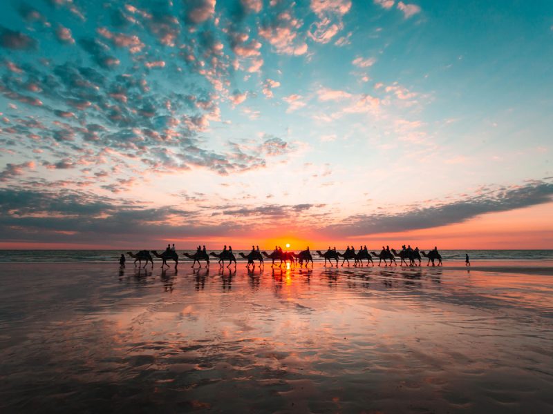 Camels at Cable Beach in Broome