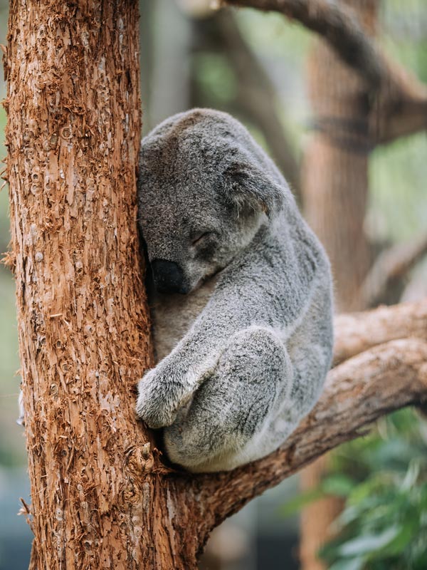 a Koala in its natural habitat