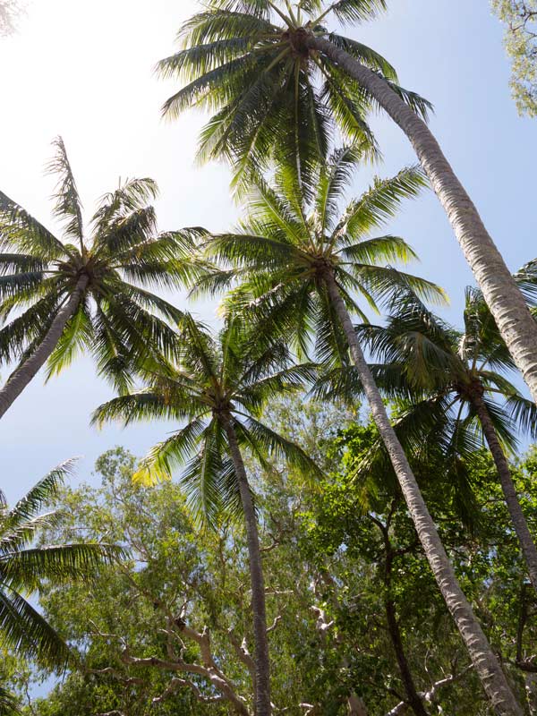 palm trees in Cairns