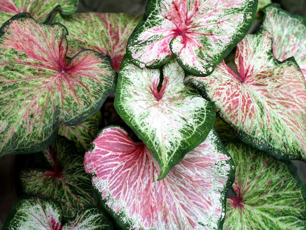 Getty image of Caladium plant