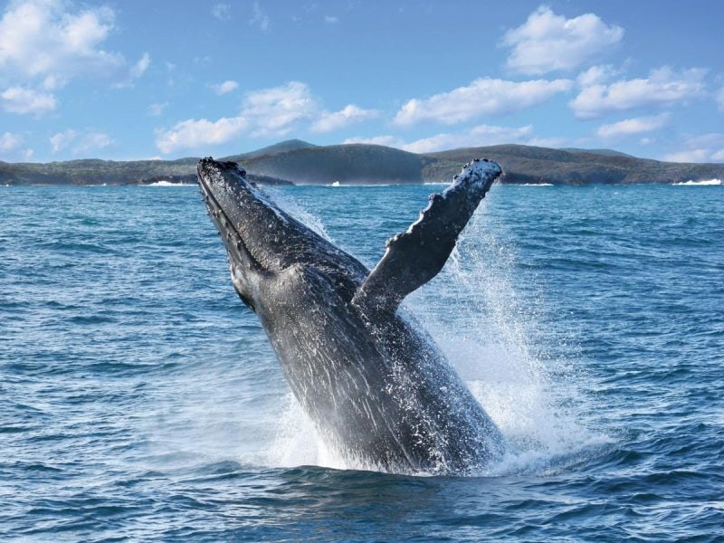 A humpback whale's tail coming out of the water.