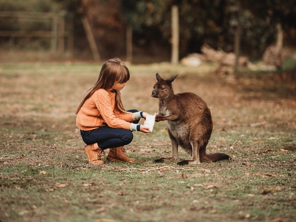 Little girl feeds a kangaroo at Kangaroo Island Wildlife Park.