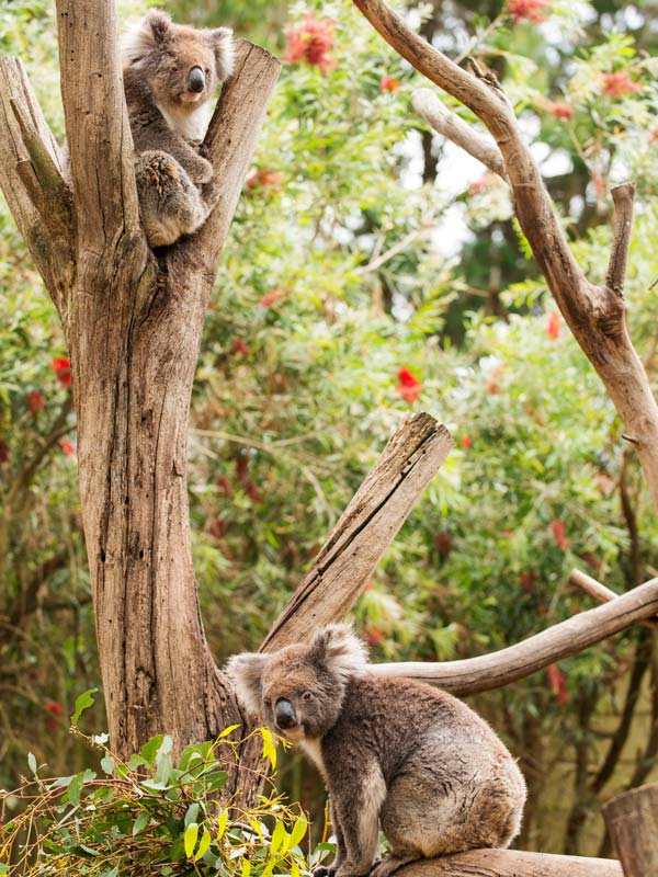 Koala's in the tree at Kangaroo Island Wildlife Park