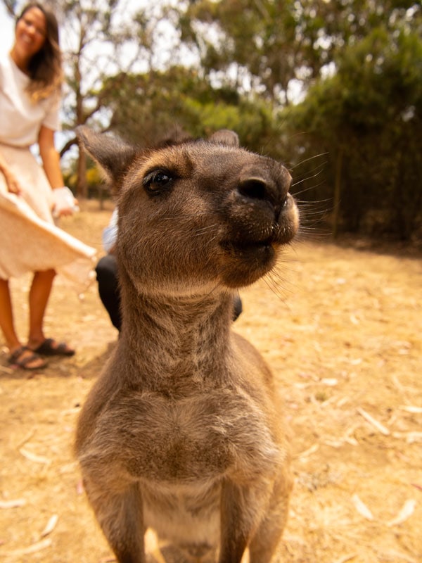 A close up of a kangaroo at Kangaroo Island Wildlife Park. 