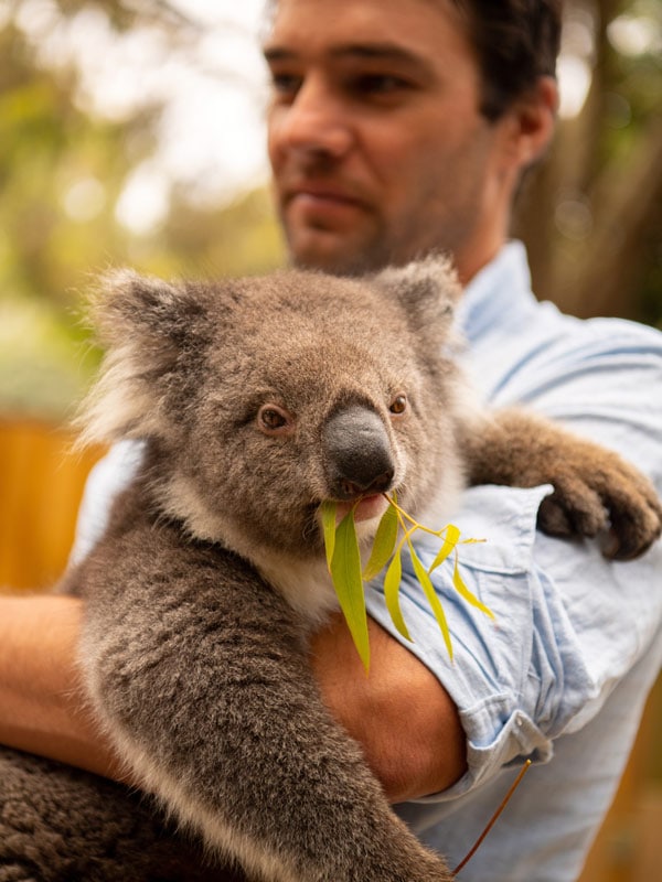 Man holding a koala eating leaves at Kangaroo Island Wildlife Park.