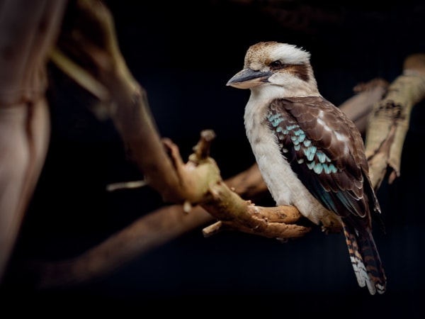 A kookaburra sits in a tree at Kangaroo Island Wildlife Park.