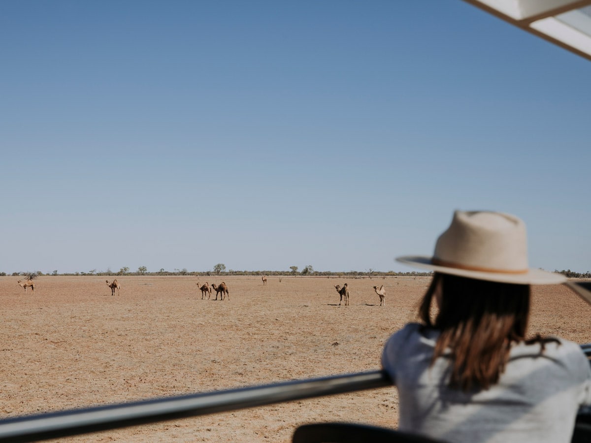 See camels with Outback Pioneers