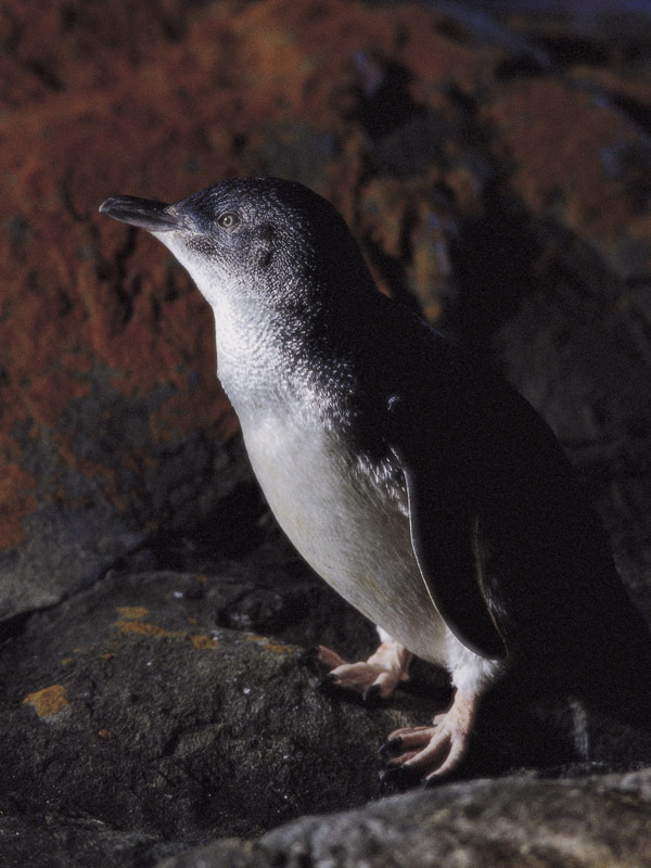 Penneshaw Penguin Centre Little Penguins on Kangaroo Island.