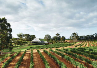 vineyard views at Vasse Felix, Margaret River