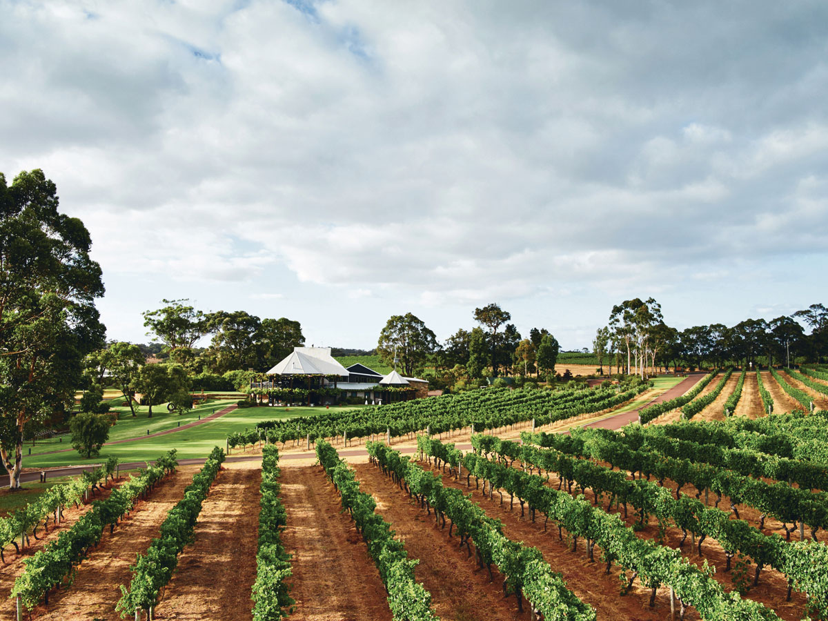 vineyard views at Vasse Felix, Margaret River