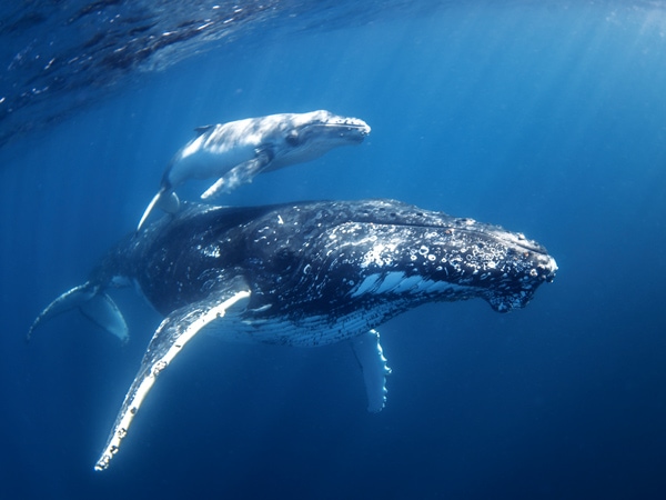 swimming with whales on a Sunreef tour
