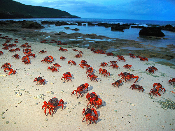 Crabs on Ethel Beach, Christmas Islands