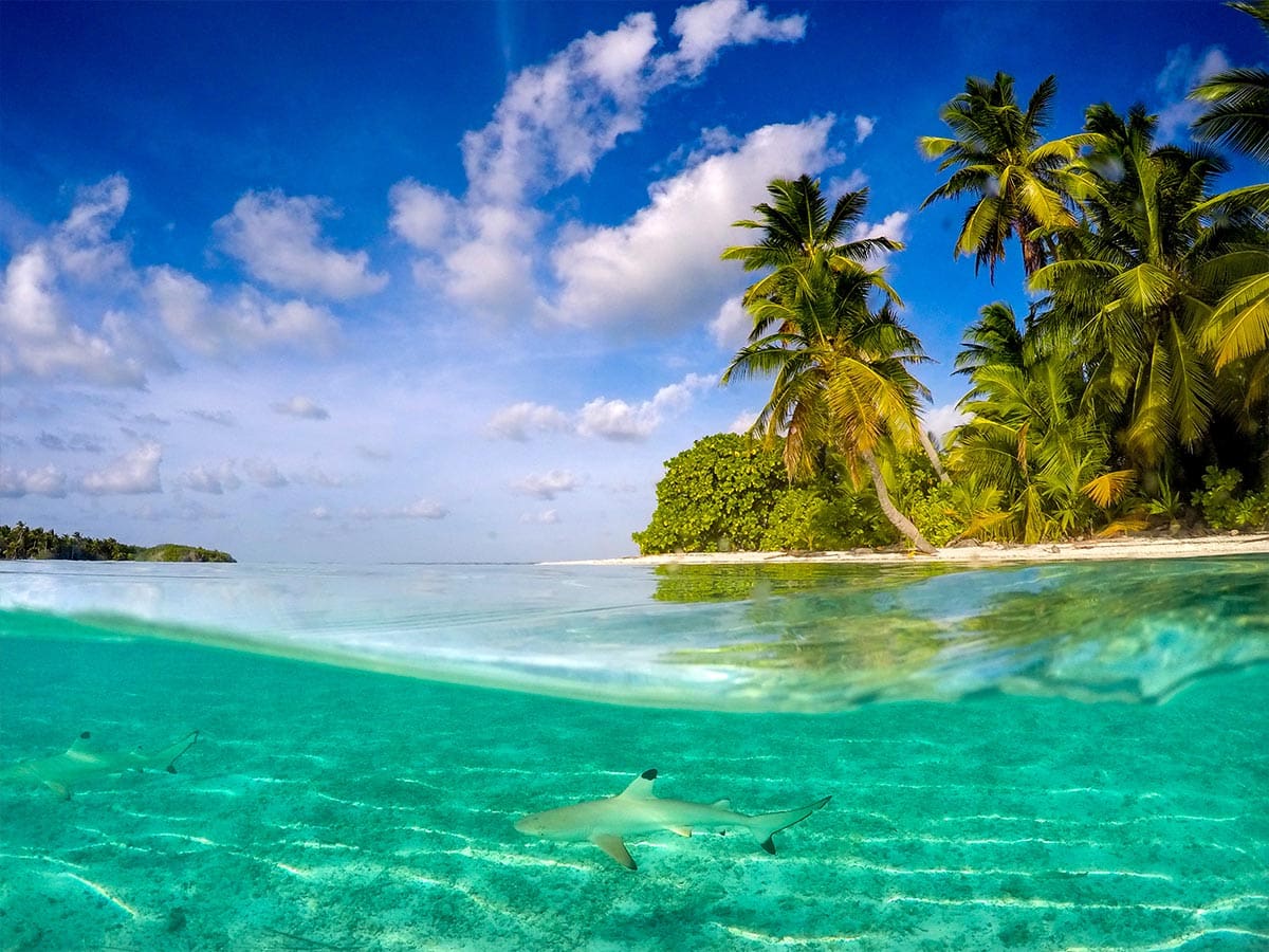 Shark in the Crystal clear water of Cocos (Keeling) Islands