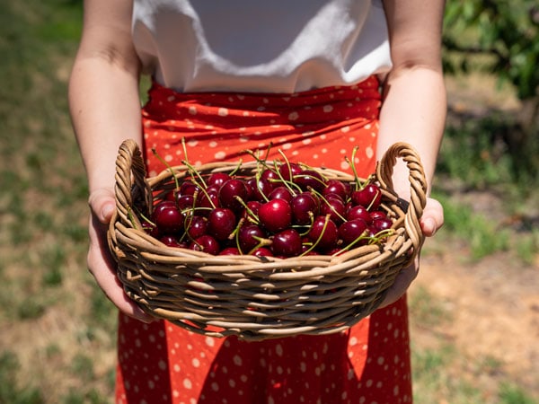 Cherry picking at Valley Fresh Cherries & Stonefruits in Young, NSW