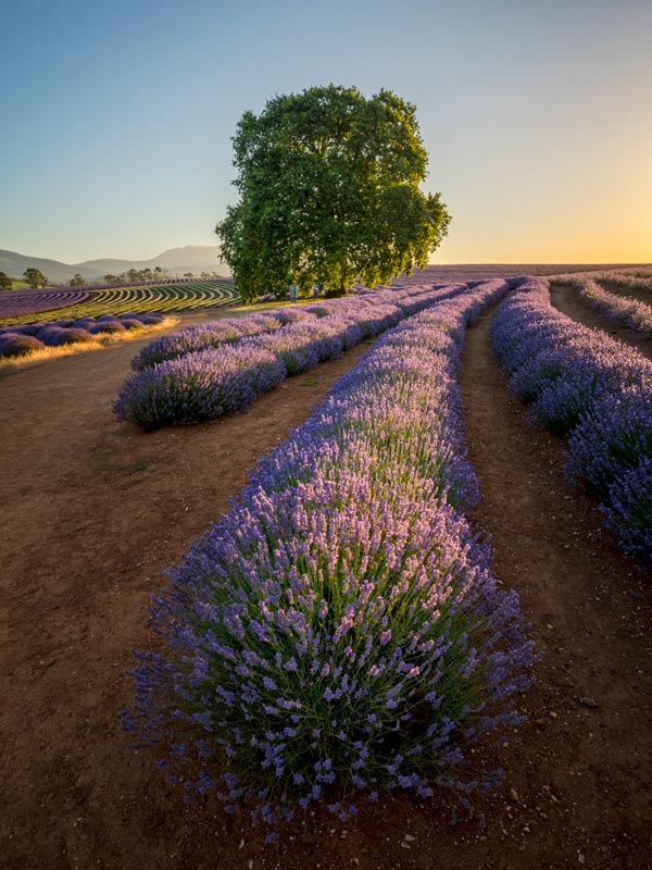 Bridestowe Lavender Estate in Tasmania.