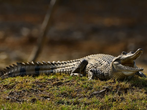 freshwater crocodile, Wildfoto nature photography tour, Darwin, NT