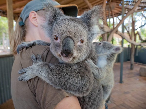 Koala Billabong Sanctuary Townsville