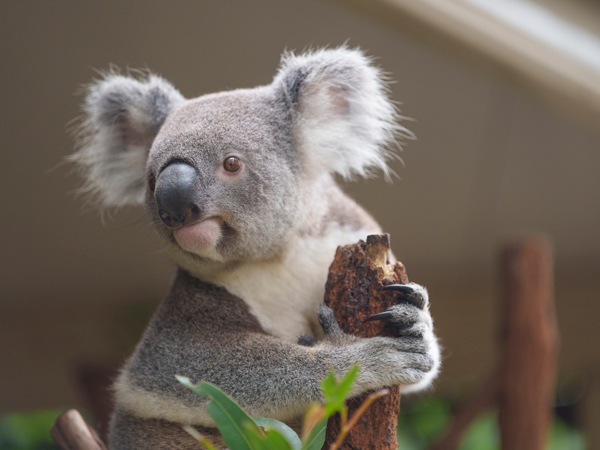 a koala at the Lone Pine Koala Sanctuary