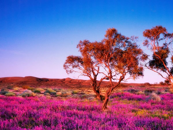 Purple and pink flowers on the Oodnadatta Track in the Flinders Ranges. 