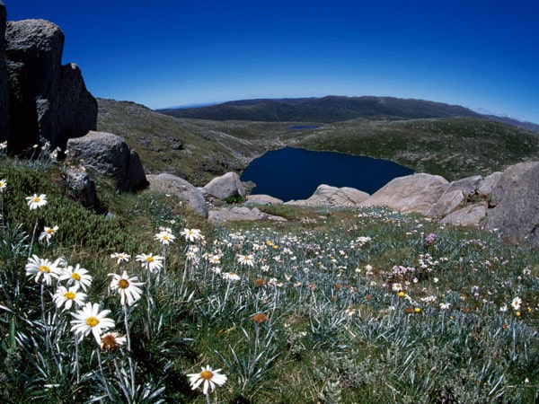 Wildflowers in Snowy Mountains National Park 