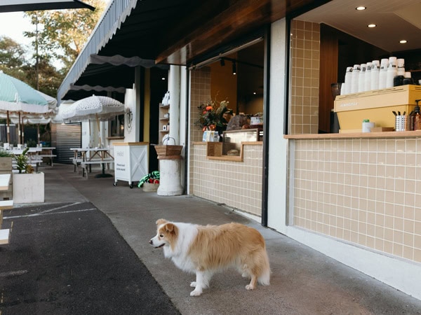 Border Collie dog at St Coco Cafe in Brisbane