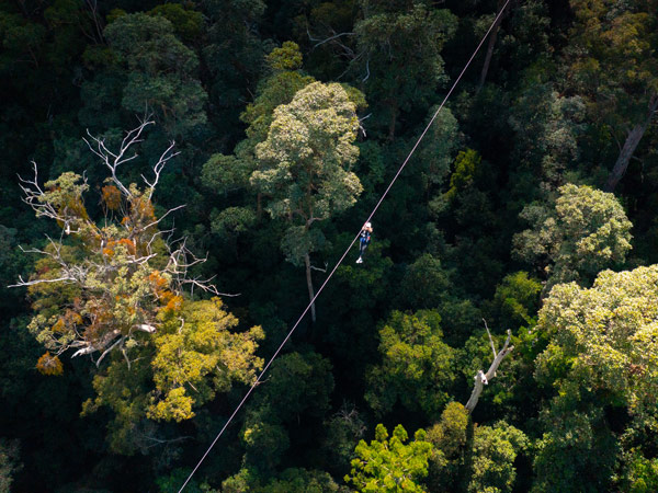 the TreeTop Challenge at Tamborine Mountain