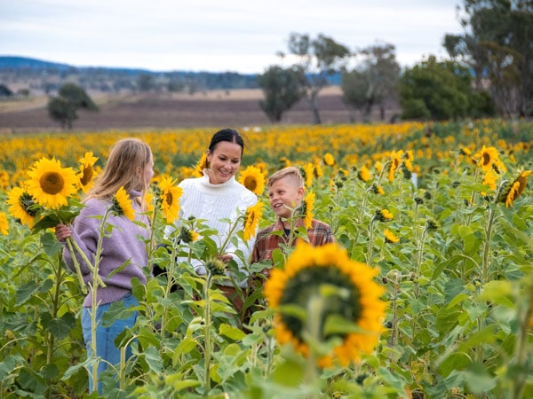 Family in sunflower field in Warraba in Queensland.