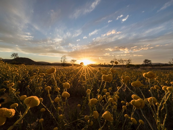 Wattles blooming along the Larapinta Trail in the Northern Territory