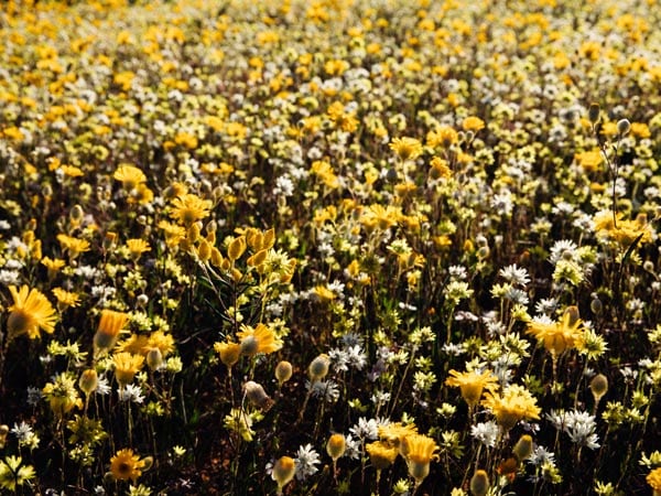 Yellow Wildflowers in canna in Western Australia