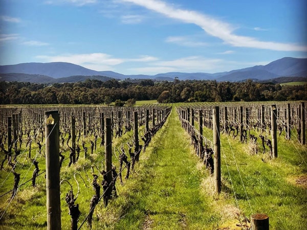 lush greenery at Yarra Valley