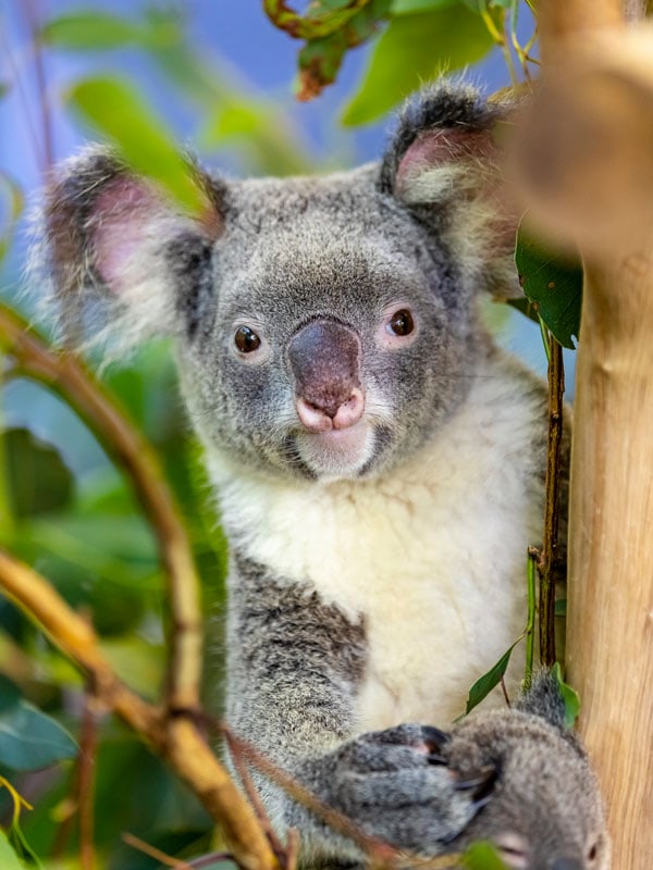 beruang koala memeluk dahan pohon di Bungalow Bay Koala Village, Townsville