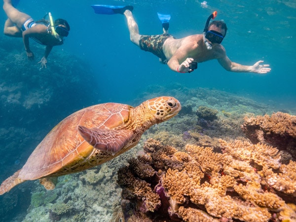pasangan snorkeling di terumbu karang di Pulau Lady Musgrave, sambil mengambil foto kura-kura