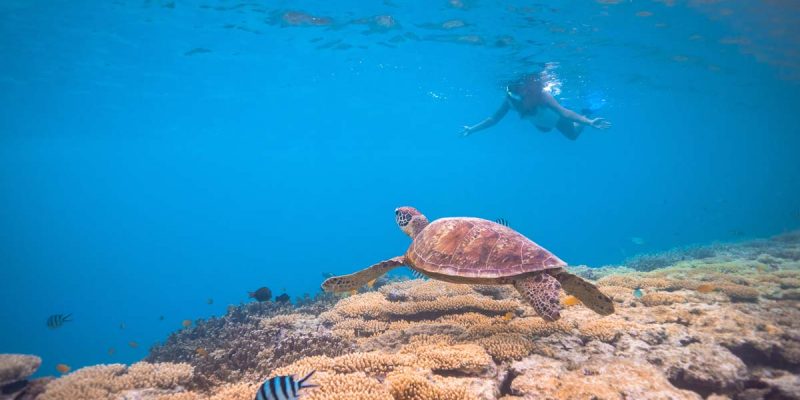 a lady snorkelling on the reef off Lady Musgrave Island looking at a turtle and colourful fish life