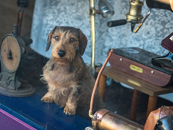 Dog at an antique store in Walcha