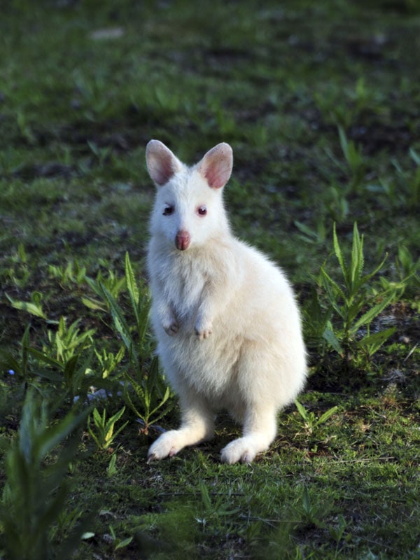 Albino Wallaby Bruny Island