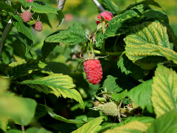 a ripe raspberry on a bush