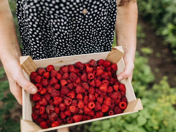 Bruny Island Raspberry Farm