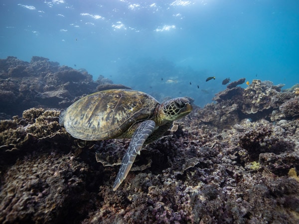 Kura-kura berenang di atas karang di Coral Bay di WA