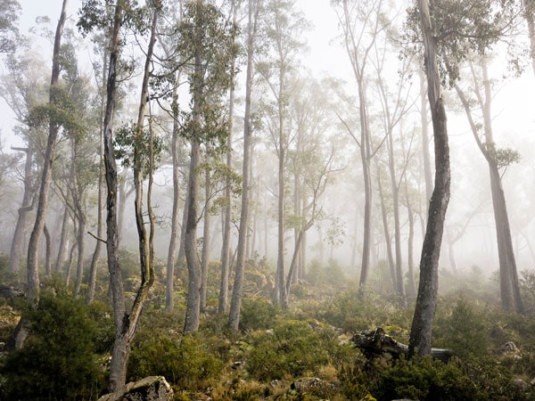 Pohon Eucalyptus Tasmania