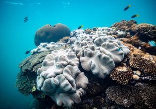 Fish and coral underwater at Coral Bay, a snorkelling spot in WA.