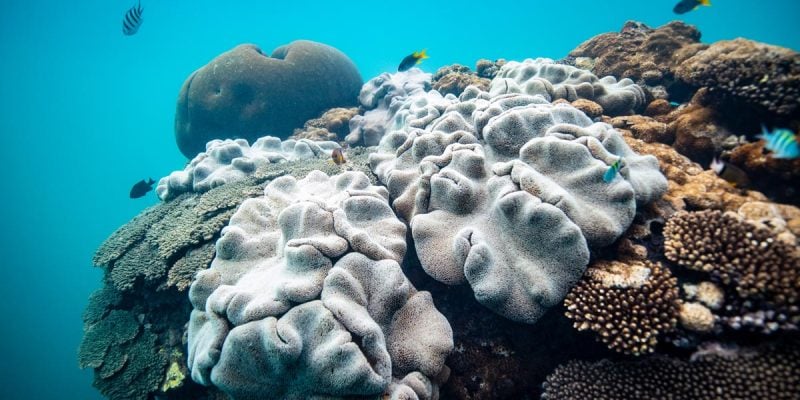 Fish and coral underwater at Coral Bay, a snorkelling spot in WA.