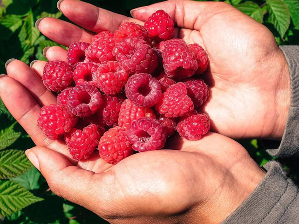 a handful of ripe raspberries