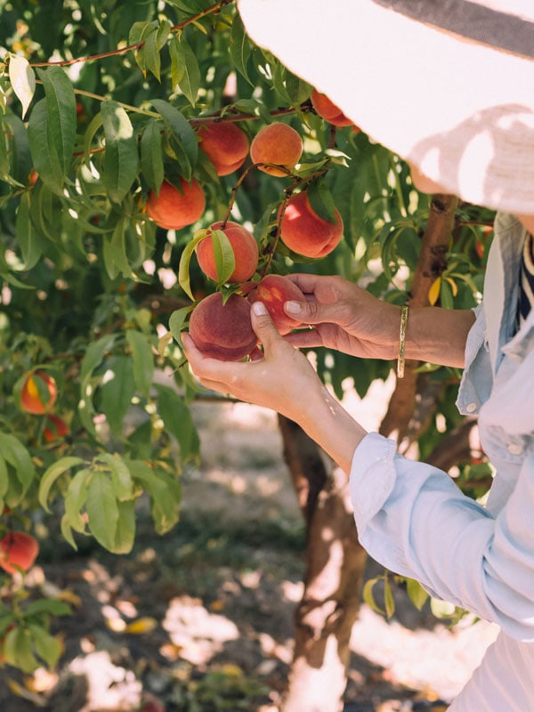 Unsplash image of peach picking 