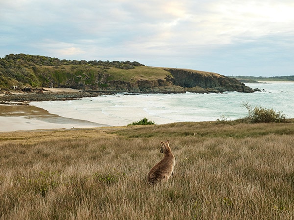 Kanguru di tanjung sepanjang Look At Me Now Headland berjalan di dekat Emerald Beach