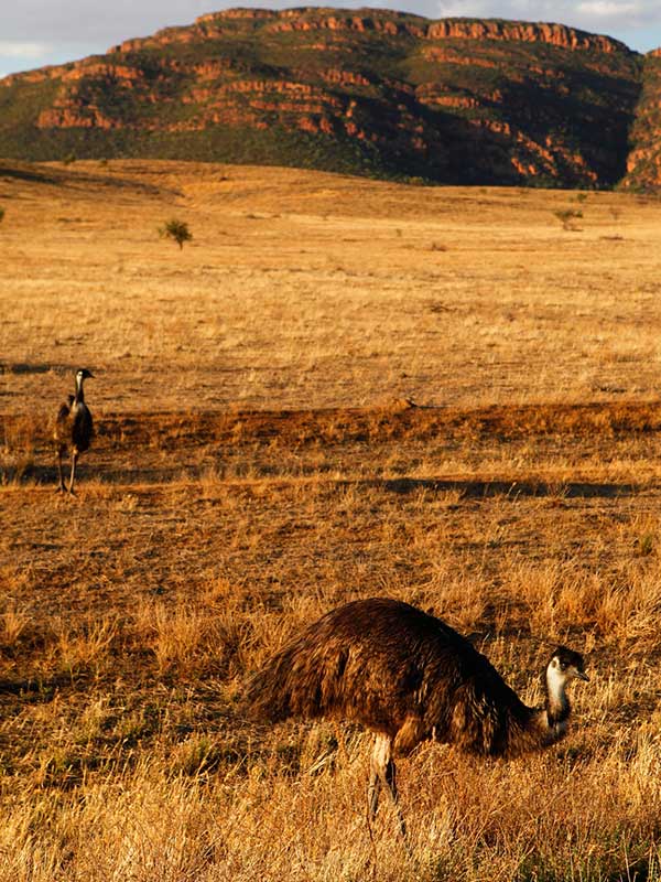 emu berkeliaran di sekitar Rawnsley Bluff, Stasiun Rawnsley Park, Flinders Ranges